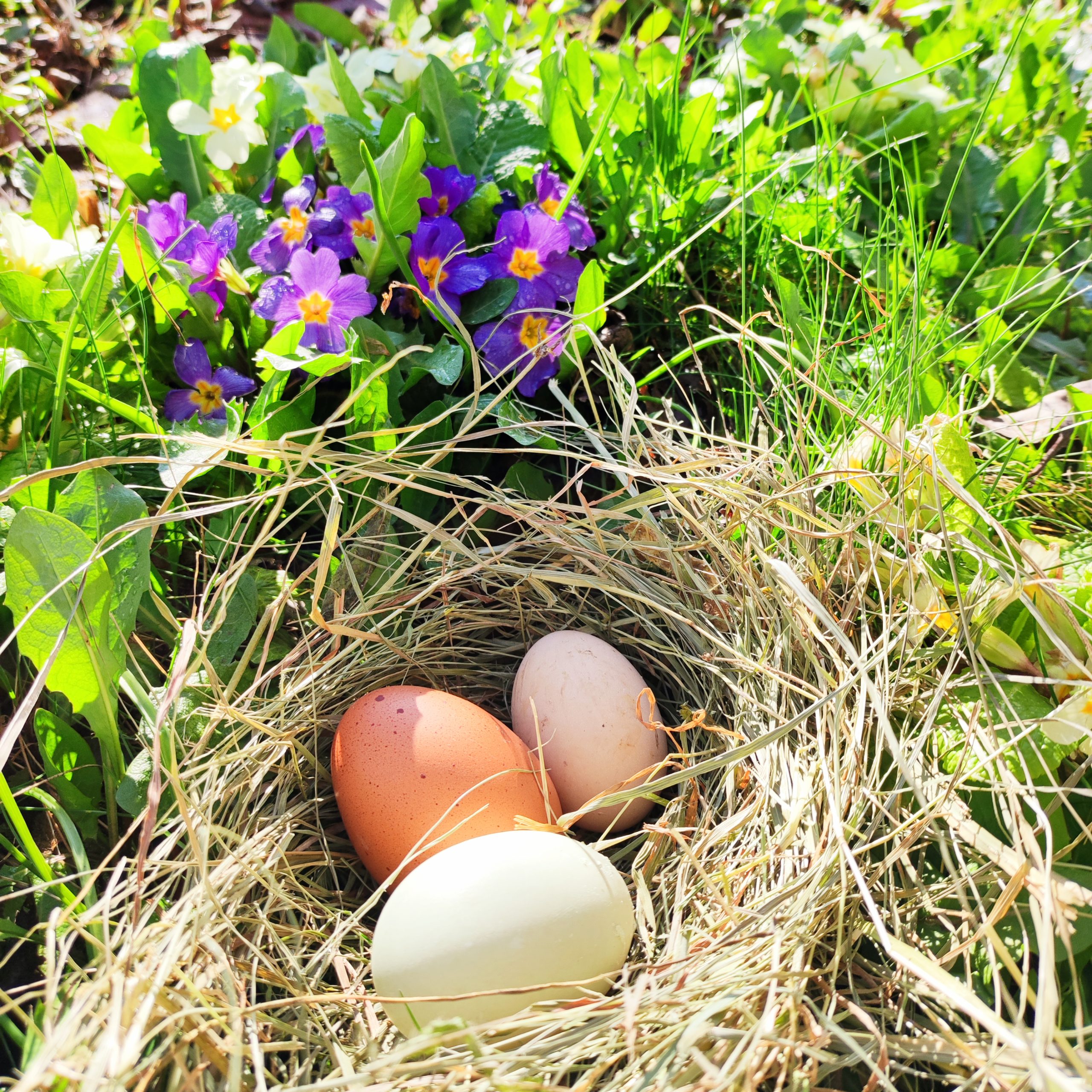 Eier im Nest 1 scaled Fröhliche Ostergrüße aus dem Tonstudio München Tonstudio München Südpark